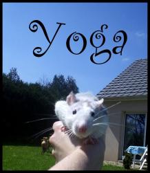 p-yoga.jpg