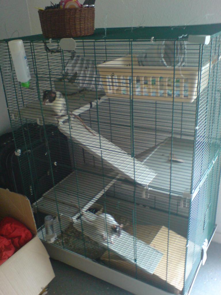 cage des femelles chez Orane 2008-2010