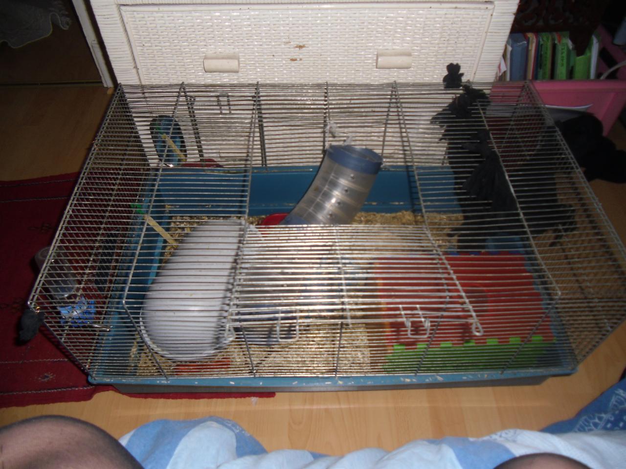 ancienne cage de Chloé 2004-2008